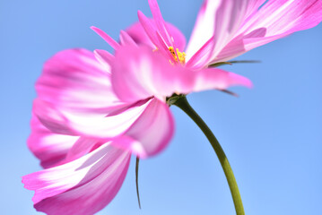 Obraz premium 青空にコスモスの花びらのクローズアップ 