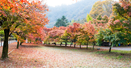 정읍 내장산국립공원의 아름다운 단풍