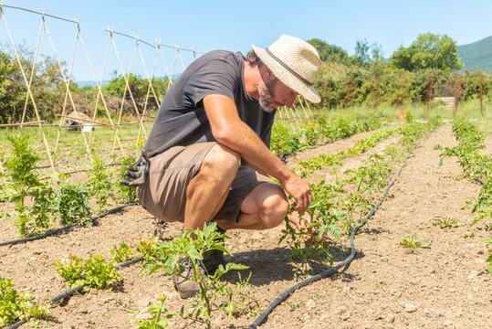 Focused man inspecting young plants in field