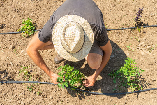Anonymous man inspecting young plants in field