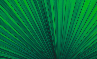 Dew and Green leaves background. Green leaves color dark tone after raining in the morning.Tropical...