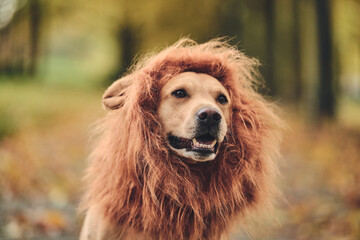 Labrador is disguised as Lion. High quality photo