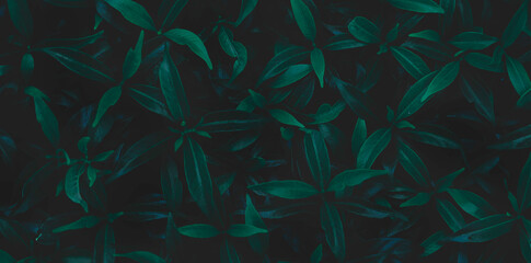 Green leaves background.Green leaves color tone dark in the morning.Tropical Plant in Thailand,environment,good air,fresh.photo concept nature and plant.