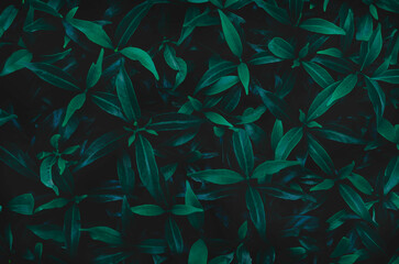Green leaves background.Green leaves color tone dark in the morning.Tropical Plant in...