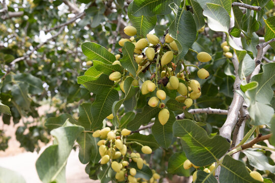 Pistachio cluster on tree