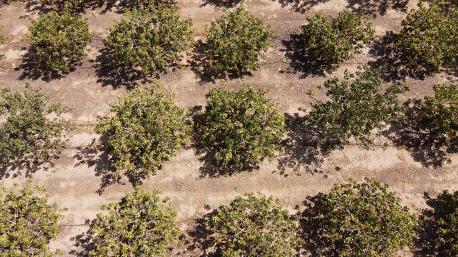 Pistachio orchard from above