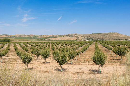 Pistachio orchard landscape