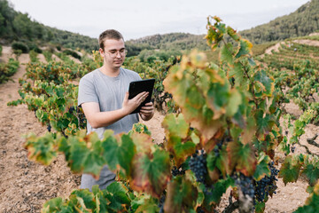 Male farmer working over tablet in vineyard