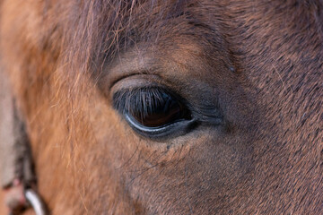 eye of horse