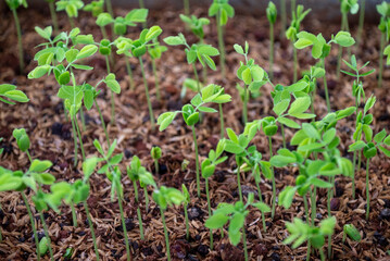 Seedlings of Samanea saman is a species of flowering tree in the pea family, Fabaceae, now in the Mimosoid clade