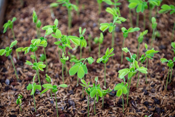 Seedlings of Samanea saman is a species of flowering tree in the pea family, Fabaceae, now in the Mimosoid clade