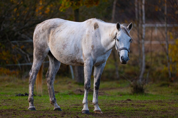 Beautiful horse on the paddock in autumn.Poland