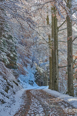 Beautiful road through the forest covered with snow in Madonna di Campiglio