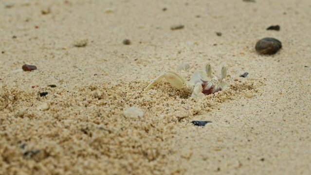 A Ghost Crab Cleaning its Burrow.
