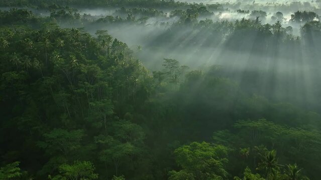 2023 - Excellent aerial footage moving over palm trees in a sunlit, misty valley towards the mountains in Ubud, Bali, Indonesia.
