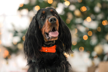 Gordon setter dog in Christmas time at home portrait. Purebred pet doggy sitting and looking at...