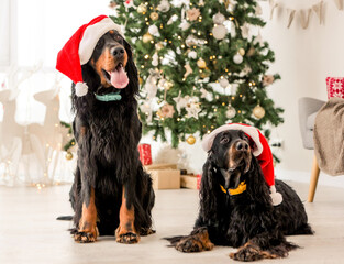 Two gordon setter dogs wearing Santa hats in Christmas time at home. Purebred pet doggies at...
