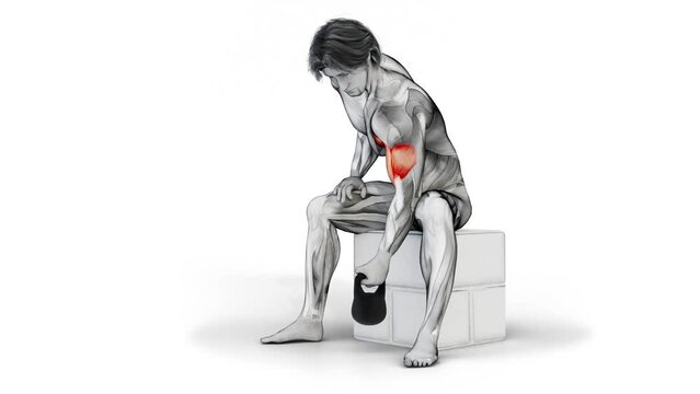 Calves-Dumbbell Seated Calf Raise-3D (522)-
Anatomy of fitness and bodybuilding with distinct active muscles-
150 frame Animation + 150 frame Alpha Matte