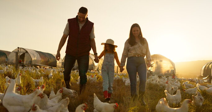 Agriculture, holding hands and chicken with family on farm for sustainability, environment and livestock industry. Sunset, nature and love with parents and child in countryside field for animals