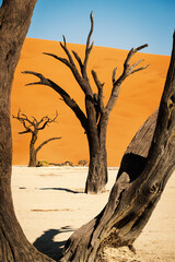 Scorched camel thorn trees against blue sky and red dunes in Deadvlei, Sossusvlei area of the...