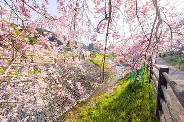 奈良県宇陀市　満開の桜風景　
