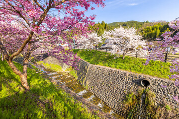 奈良県宇陀市　満開の桜風景　
