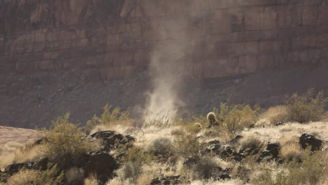 A dust devil swirls in the hot air above the Whitmore Canyon Overlook between creosote bushes and barrel cactus in the desert of Northern Arizona.