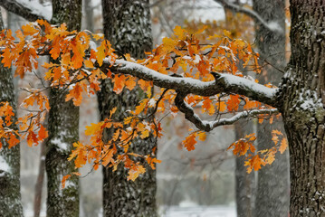 Autumn leaves on the branches of a tree in the snow