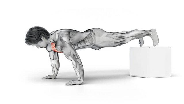 Chest-Bodyweight-Decline Push Up-3D (366)-
Anatomy of fitness and bodybuilding with distinct active muscles-
150 frame Animation + 150 frame Alpha Matte