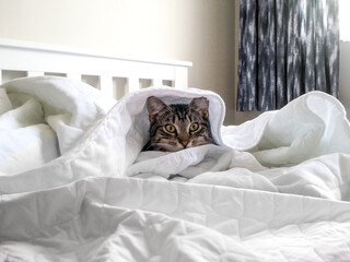 A cheeky tabby cat kitten curled up under the sheets of a bed sleeping.