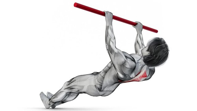 Traps (mid-back)-Bodyweight-Inverted Row-3D (380)-
Anatomy of fitness and bodybuilding with distinct active muscles-
150 frame Animation + 150 frame Alpha Matte