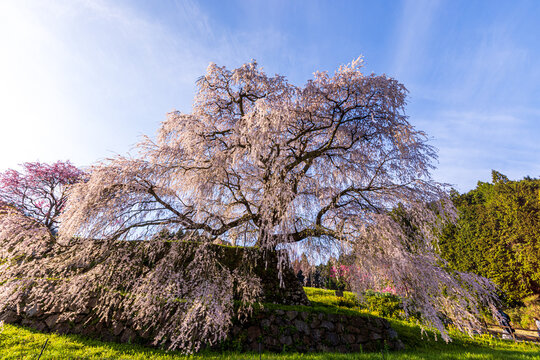 奈良県宇陀市　満開の又兵衛桜　
