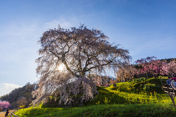 奈良県宇陀市　満開の又兵衛桜　
