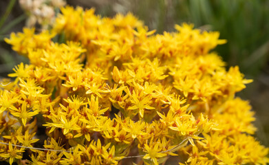 Bunch of Stone Crop Blooms In Summer