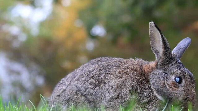 Small elder grey rabbit in fall garden eating parsley with soft bokeh background and copy space