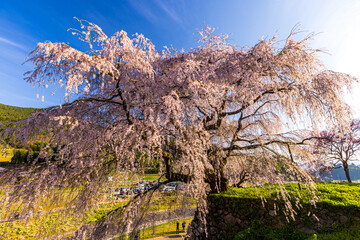 奈良県宇陀市　満開の又兵衛桜　
