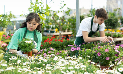 Female flower supermarket worker examines shelf of Argenantemum to detect problematic plants