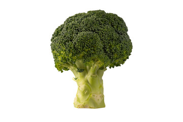 Fresh green broccoli stem vertical on a white background