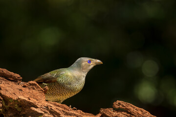  female satin bowerbird (Ptilonorhynchus violaceus) is sitting on a rotting branch