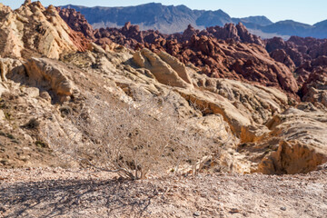 Fototapeta na wymiar Valley of Fire State Park in Moapa Valley, Nevada. Dried bush in the foreground.