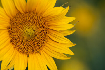 Close-up of a sunflower during sunrise in the summer