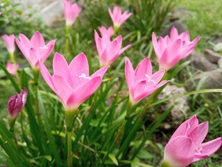 Zephyr lilies bloom in the front garden of the house. the color is beautiful with a combination of pink, white and yellow