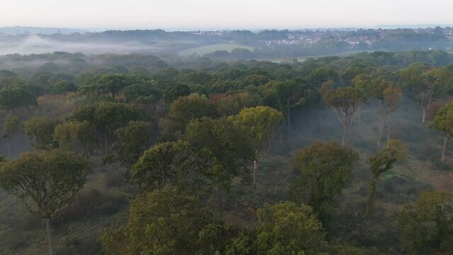 drone flying over trees and mist at sunrise early morning in Combe valley countryside park in Bexhill, Sussex 