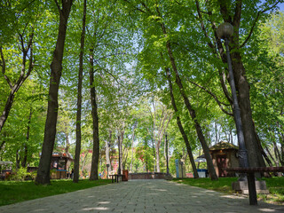 silent path between green trees in the natural park of capital kyiv