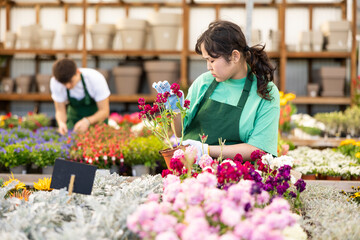 Positive interested young asian girl in green apron working in garden store, preparing potted blooming matthiola incana for sale