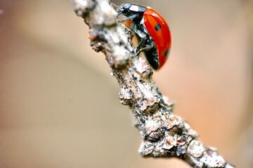 ladybird on a leaf