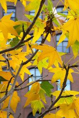 abstract pattern of yellow autumn leaves and blue windows