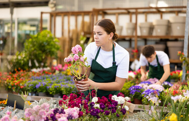 Young woman sales assistant in flower shop gets acquainted with assortment and carefully examines...