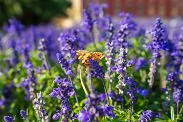 Lavender flowers closeup view in Split. Croatia