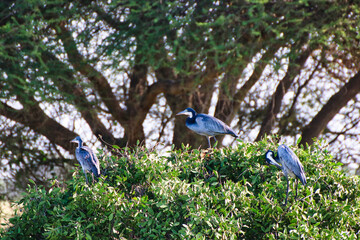 A family of black headed herons on a treetop at Tsavo East National Park, Kenya, Africa